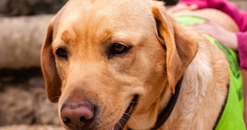 A yellow Labrador in a green working vest, a hand resting on its back