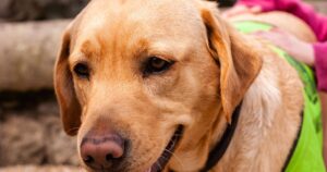 A yellow Labrador in a green working vest, a hand resting on its back