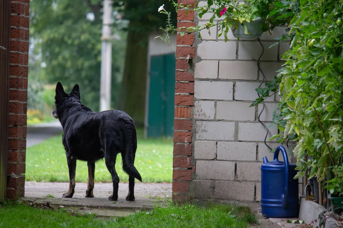 A black shepherd dog standing in a garden gateway beside a brick wall