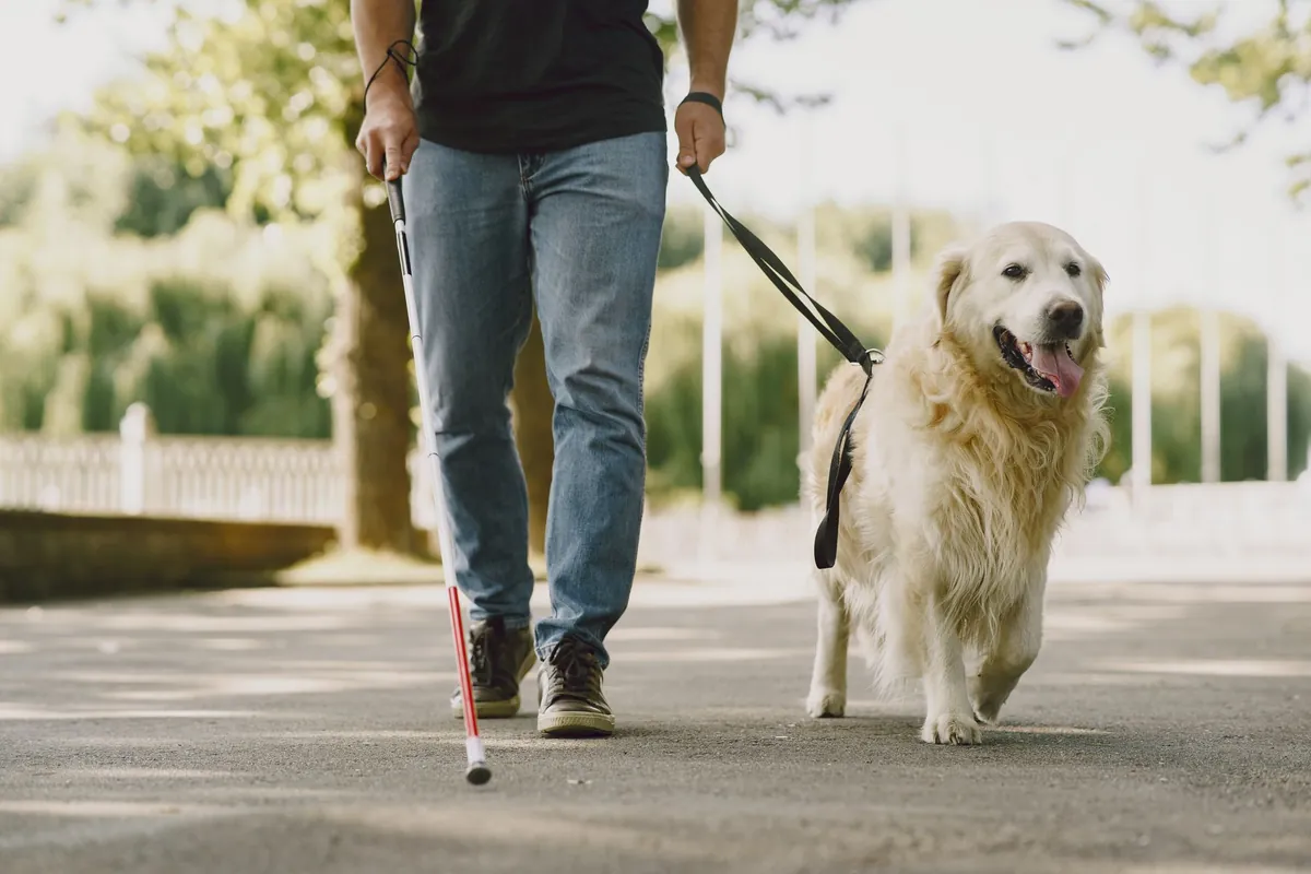A man with a white cane walking beside a golden retriever in a harness