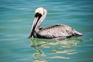 A brown pelican floating on calm turquoise water in Bradenton, Florida.
