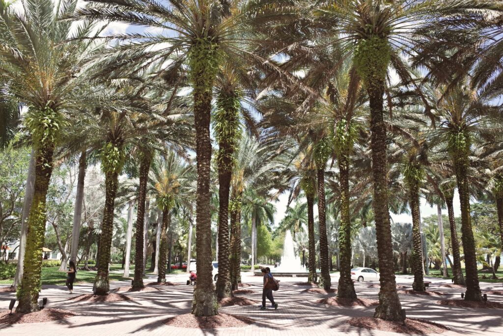 Palm trees lining a sunny walkway in a residential Florida neighborhood