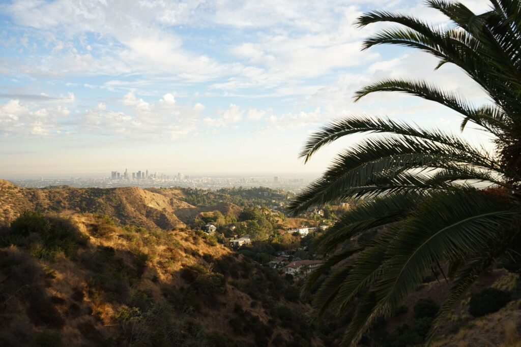 Los Angeles skyline seen from a hilltop with palm trees and a clear sky