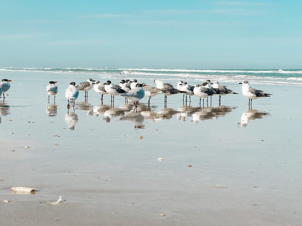 Seagulls standing on wet beach sand with their reflections, ocean in the background