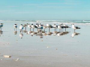 Seagulls standing on wet beach sand with their reflections, ocean in the background