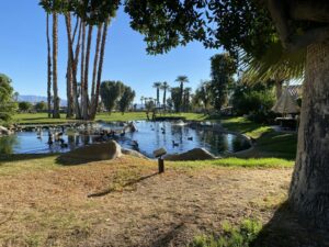 Pond with palm trees, landscaped grounds, and mountains in Palm Desert